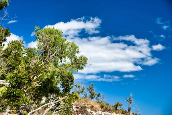 Tropikalna wyspa roślinność przeciw błękitnym niebem — Zdjęcie stockowe