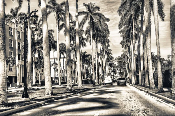Royal Palm Way viale con palme a Palm Beach — Foto Stock