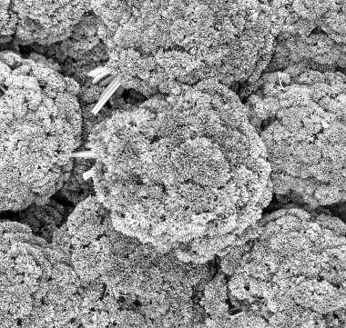 Yeşil lahana, ek yükü aşağı doğru görünümü