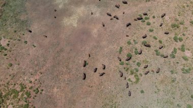 Utah yüksek ovalarda Bizon veya Amerikan Buffalo Sürü, 