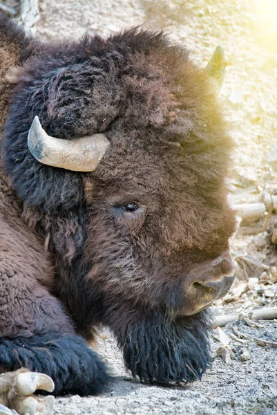 Primer plano de un bisonte en el Parque Nacional de Yellowstone —  Fotos de Stock