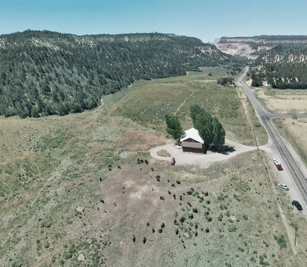 Manada de bisontes o búfalos americanos en el campo de las altas llanuras en Utah , — Foto de Stock