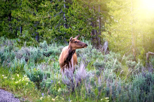 Veado no parque nacional de Yellowstone — Fotografia de Stock