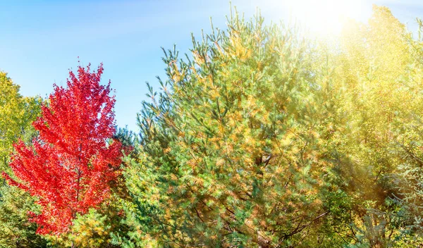 Árboles rojos, verdes y amarillos de Nueva Inglaterra en la carretera de Octobe — Foto de Stock