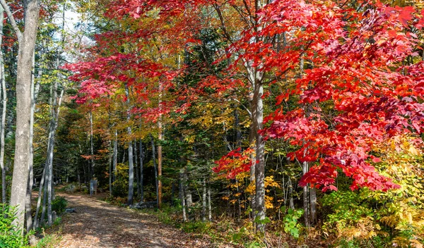 Landscape of New England in Foliage Season, October in USA. Tree — Stock Photo, Image