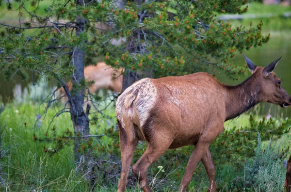Čeleď jelen v národním parku Yellowstone — Stock fotografie
