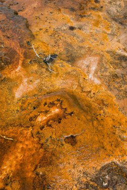 Bisküvi Havzası, Yellowstone Ulusal Parkı, Wyoming