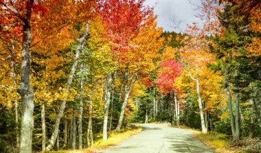 Octobe yolda New England kırmızı, yeşil ve sarı ağaçlar