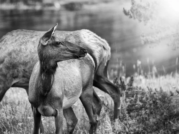 Jelenie rodzinne w Parku Narodowym Yellowstone — Zdjęcie stockowe