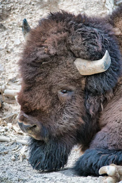 Primo piano di un bisonte nel parco nazionale di Yellowstone — Foto Stock