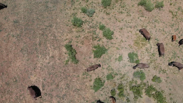 Flock bison eller American Buffalo i High Plains fält i Utah, — Stockfoto