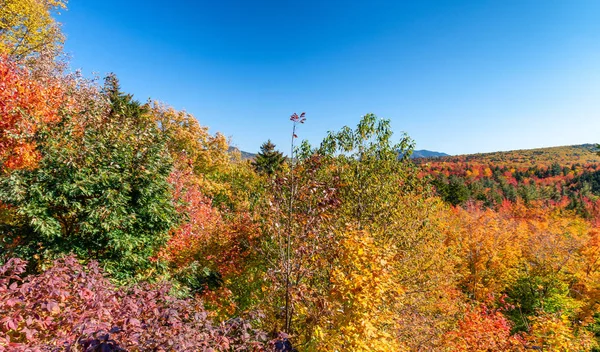 Rote, grüne und gelbe Bäume Neuenglands im Oktober. Laub — Stockfoto