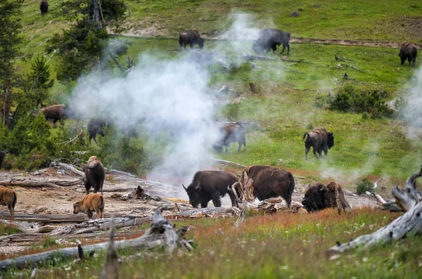 Un branco di bisonti che si muove lungo il Parco Nazionale di Yellowstone, Wyom — Foto Stock