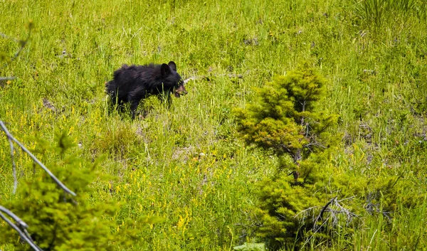 Νεαρό μαύρο αρκουδάκι που περιπλανιέται στο εθνικό πάρκο του Γιέλοουστοουν, Wyo — Φωτογραφία Αρχείου