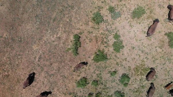 Herd of Bison or American Buffalo in high plains field in Utah, — Stock Photo, Image