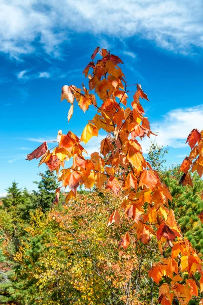 New England'da ahşap, yeşillik mevsiminde kahverengi yapraklar — Stok fotoğraf