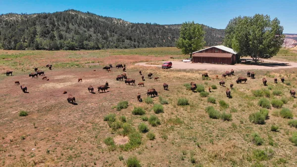 Manada de Bison ou Buffalo Americano em campo de planícies altas em Utah , — Fotografia de Stock