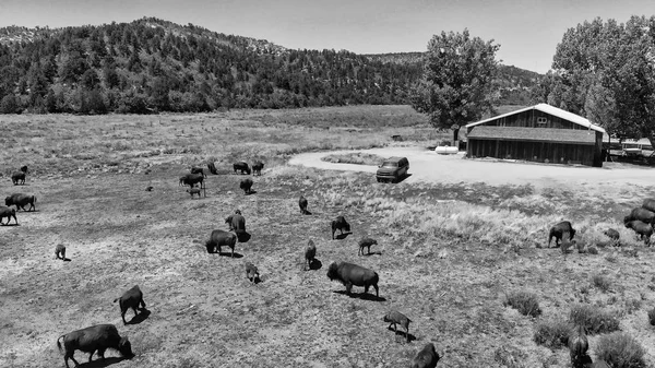 Herde von Bisons oder Amerikanischen Büffeln in Hochebenen Feld in utah, — Stockfoto