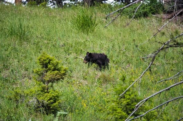 イエローストーン国立公園をさまよっている若い黒いクマのカブ、Wyo — ストック写真