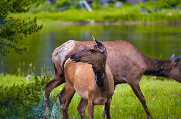 イエローストーン国立公園の家族鹿 — ストック写真