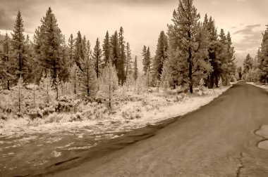 Yaz sezonunda nehir ve orman, kızılötesi görünüm