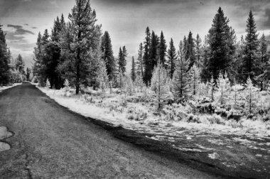 Yaz sezonunda nehir ve orman, kızılötesi görünüm