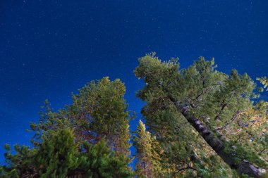 Yıldızdolu bir gökyüzüne karşı çam ağaçları. Summ dağ tatili