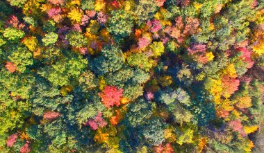 Yeşillik mevsiminde ormanın havadan görünümü. Doğal yeşil, turuncu bir