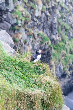 Bir uçurumüzerinde güzel bir İzlanda Puffin portre görünümü