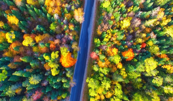 Bella strada attraverso i boschi in stagione fogliare, vista aerea — Foto Stock