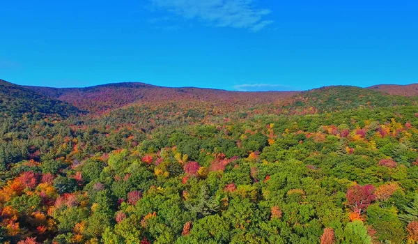 Vista aérea del bosque en temporada de follaje. Verde natural, naranja a —  Fotos de Stock