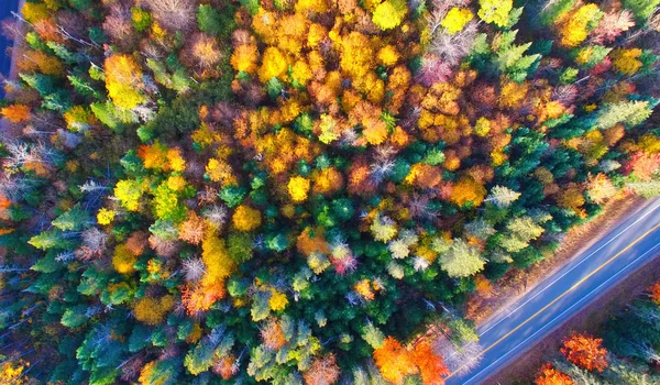 葉の季節に森を横切る美しい道、航空写真 — ストック写真