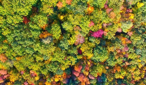 Veduta aerea della fitta foresta in autunno, stagione fogliare in ottobre — Foto Stock