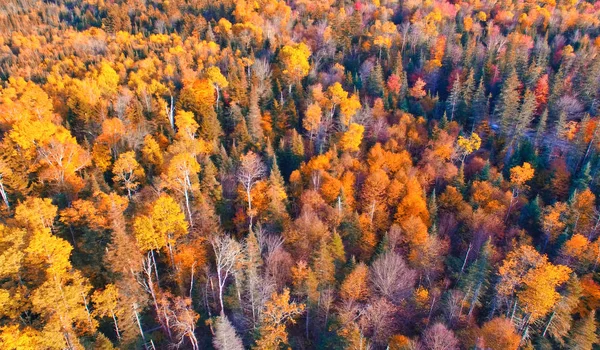 Luftaufnahme des Waldes in der Laubzeit. natur grün, orange a — Stockfoto