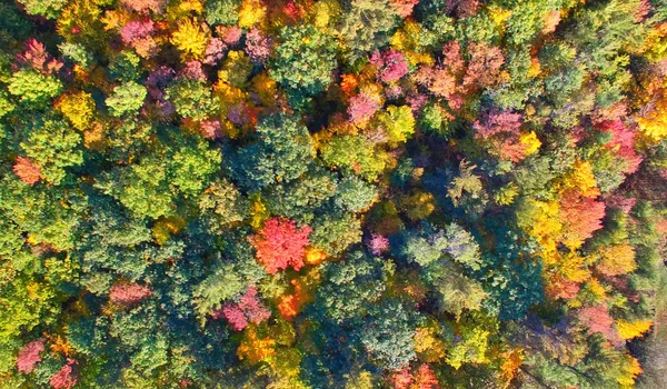 Vista aérea del bosque en temporada de follaje. Verde natural, naranja a — Foto de Stock