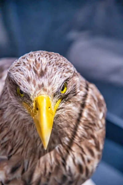 Přední pohled na mocného orla — Stock fotografie