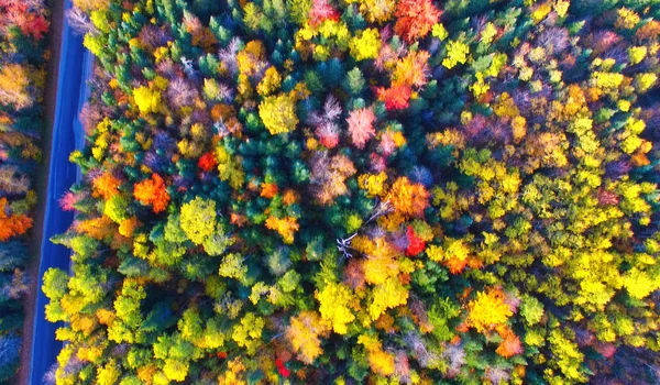 Visão aérea aérea aérea da floresta de cruzamento de estrada com cores de folhagem — Fotografia de Stock