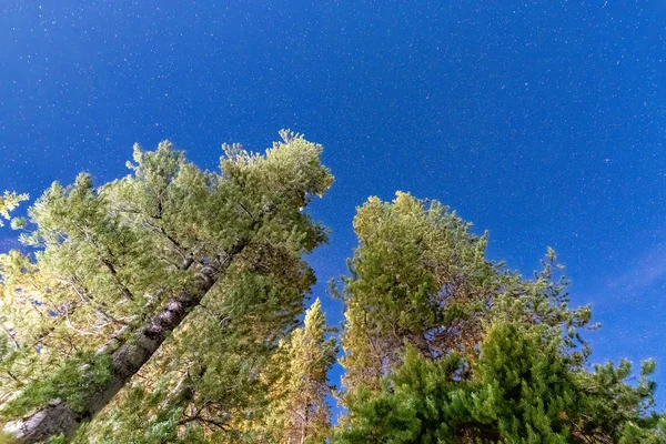Sosny przed niebo pełne gwiazd. Górskie wakacje w SUMM — Zdjęcie stockowe