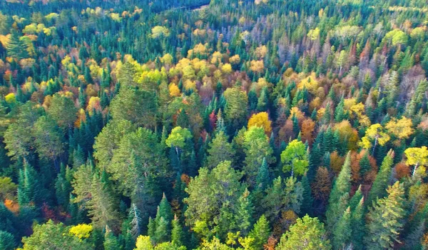 Herbst Wald Luftaufnahme Drohne. Farben des Laubes Luftperspe — Stockfoto