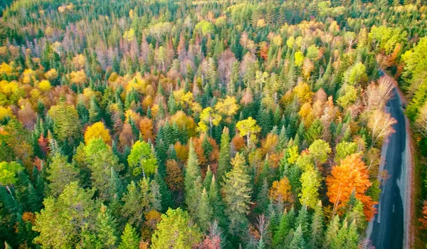Veduta aerea della strada forestale durante la stagione fogliare — Foto Stock