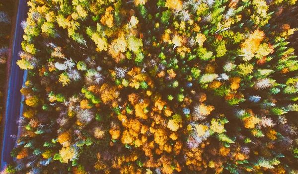 Belle route à travers les bois en saison des feuillages, vue aérienne — Photo