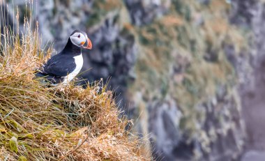 Bir uçurumda güzel bir İzlanda puffin yakın
