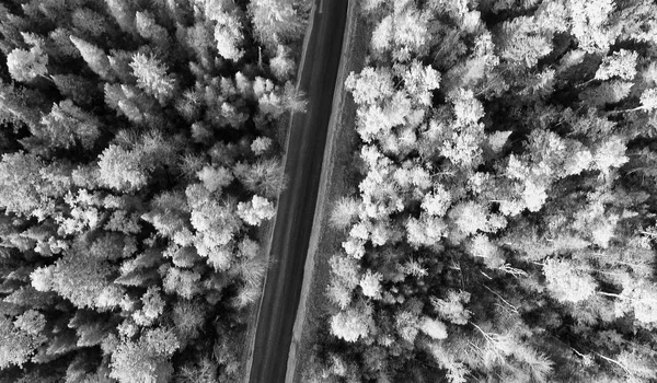 Fekete-fehér antenna nézet a gyönyörű út erdők között — Stock Fotó