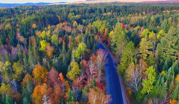 Veduta aerea della strada forestale durante la stagione fogliare — Foto Stock