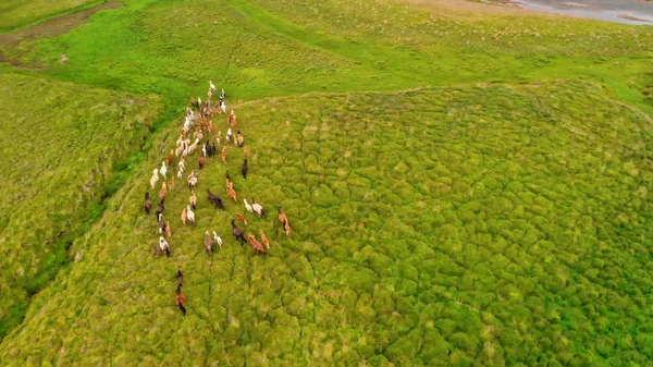 サラブレッドの群れ馬の群れは田舎で速く走る — ストック写真