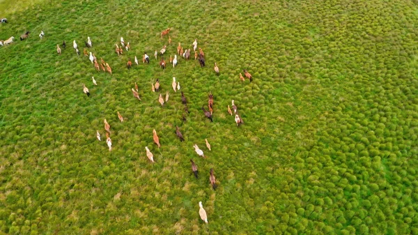 Troupeau de chevaux en pâturage, vue aérienne — Photo