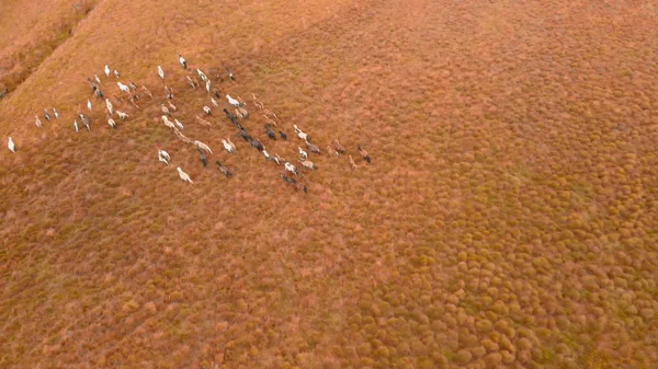 Grupo de caballos. Manada de caballos jóvenes corriendo, vista aérea —  Fotos de Stock
