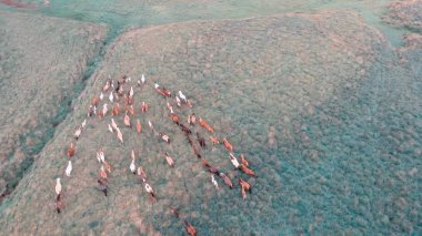 Atlar dağ çayırları boyunca dörtnala koşarlar, havai manzara