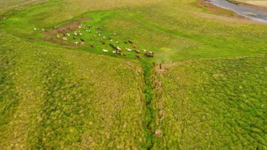 Safkan atlar sürüsi. At syonu kırsal da hızlı koşmak 