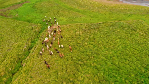 Группа лошадей. Стадо молодых лошадей бежит, вид с воздуха — стоковое фото